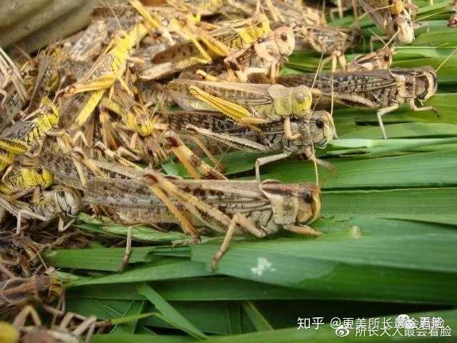 揭秘蝗虫最新动态，探索神秘面纱的旅程
