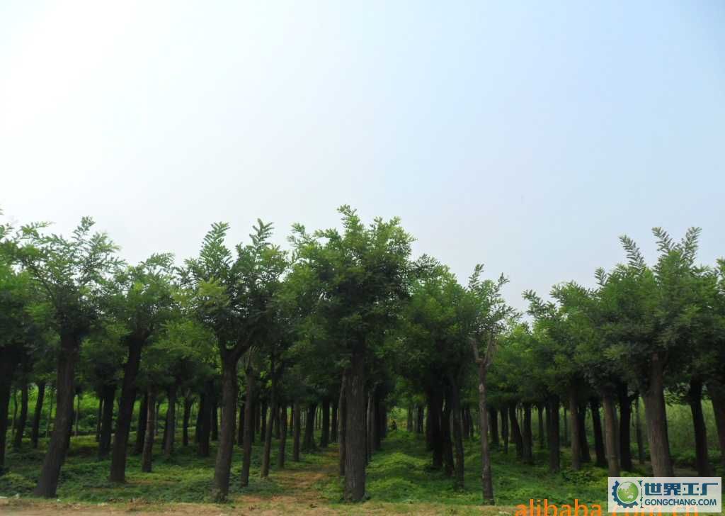 国槐树最新价格及树下温情时光