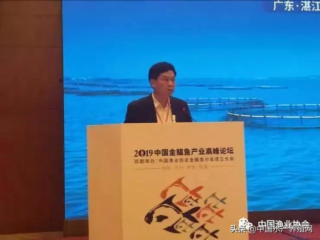 金鲳鱼最新消息与行业趋势深度解析