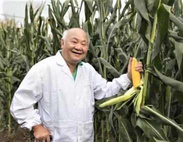 一粒种子的革命，铁研最新玉米种与农业变革的自信之旅